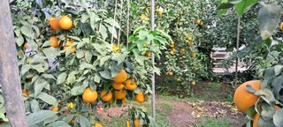 온난식물화훼 한라봉님의 비활동 회원 알림 · 참여글 작성글 사진