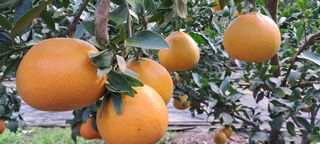 온난식물화훼 한라봉님의 비활동 회원 알림 · 참여글 작성글 사진