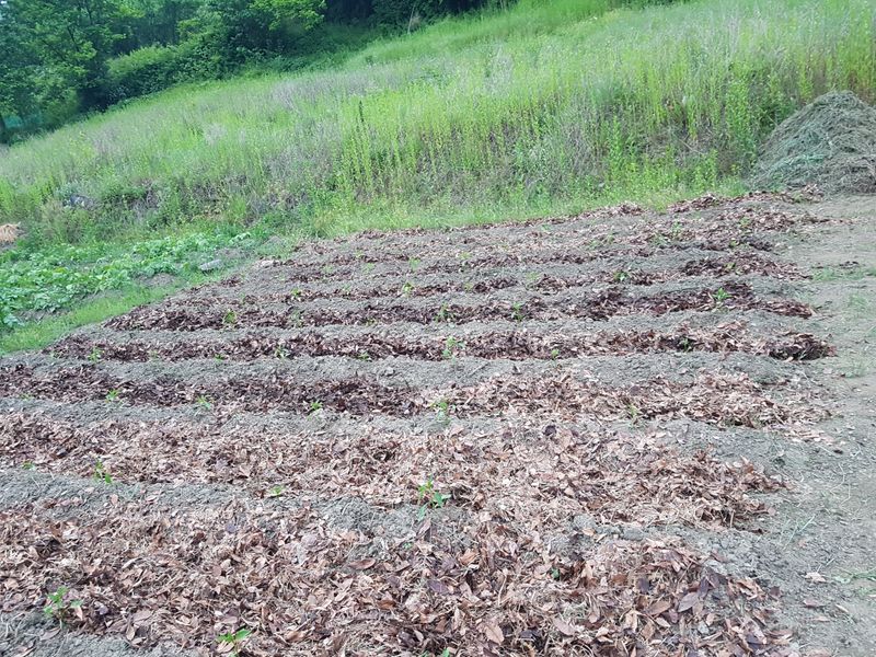 주주농장님의 장터 판매 상품 [무농약백태 1kg] 첨부 사진