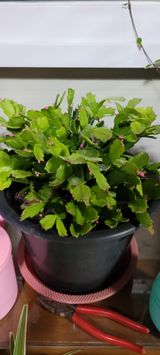 팜모닝 1월 내 작물 자랑하기·참여글 게시글 이미지