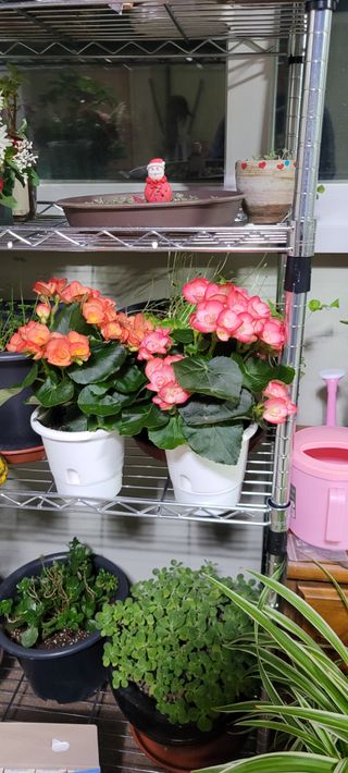 산곡블루베리농원님의 1월 내 작물 자랑하기 · 참여글 작성글 사진