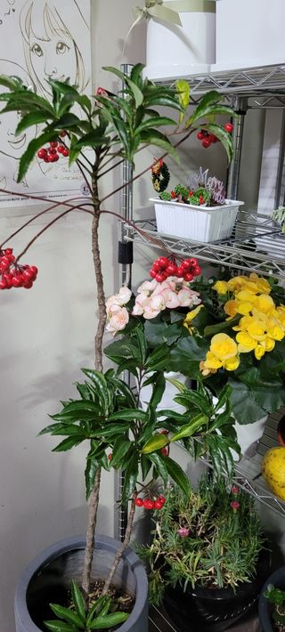 산곡블루베리농원님의 1월 내 작물 자랑하기 · 참여글 작성글 사진