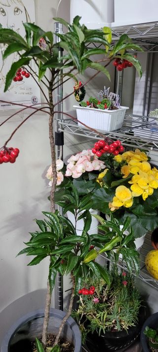 산곡블루베리농원님의 1월 내 작물 자랑하기 · 참여글 작성글 사진