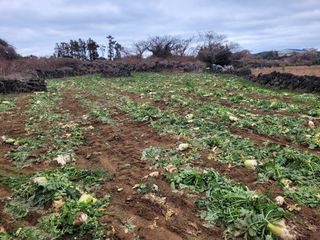문광석님의 1월 내 작물 자랑하기 · 참여글 작성글 사진