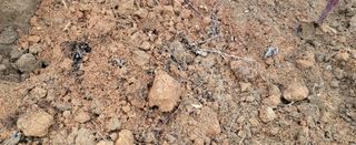 조미숙님의 1월 내 작물 자랑하기 · 참여글 작성글 사진