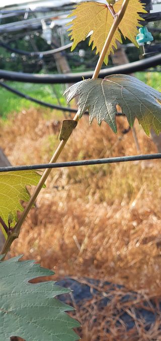 오늘도 즐거운 하루님의 팜모닝 · 출석 작성글 사진