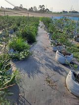 팜모닝 1월 내 작물 자랑하기·참여글 게시글 이미지