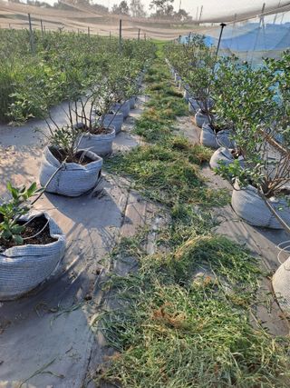 윤상익님의 1월 내 작물 자랑하기 · 참여글 작성글 사진