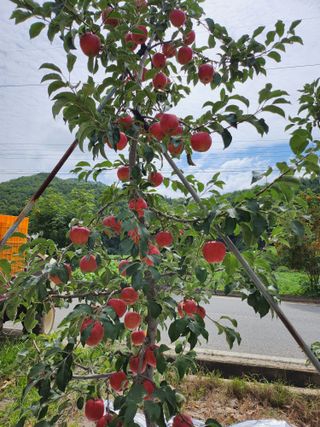 조동용님의 1월 내 작물 자랑하기 · 참여글 작성글 사진