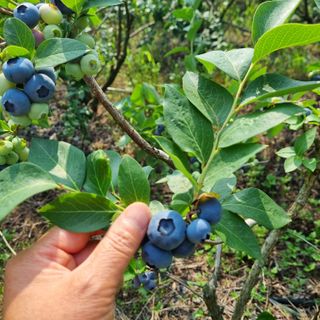 모두팜님의 1월 내 작물 자랑하기 · 참여글 작성글 사진
