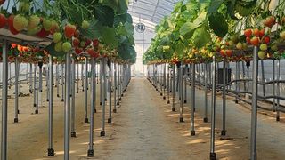 강종구님의 1월 내 작물 자랑하기 · 참여글 작성글 사진