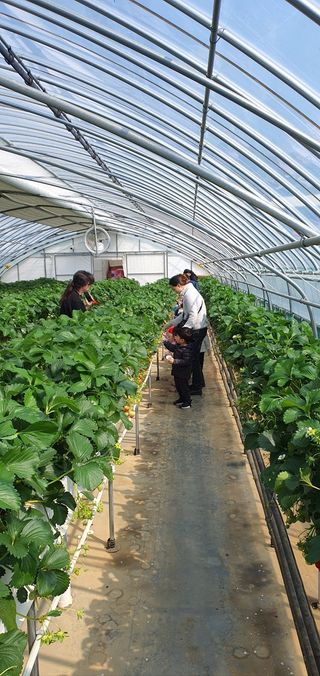 강종구님의 1월 내 작물 자랑하기 · 참여글 작성글 사진