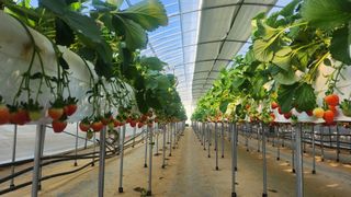 강종구님의 1월 내 작물 자랑하기 · 참여글 작성글 사진