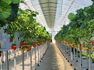 강종구님의 1월 내 작물 자랑하기 · 참여글 작성글 사진