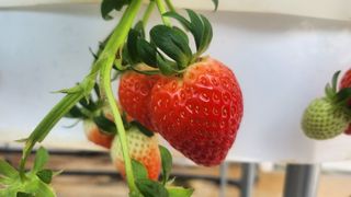 강종구님의 1월 내 작물 자랑하기 · 참여글 작성글 사진