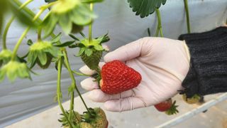 강종구님의 1월 내 작물 자랑하기 · 참여글 작성글 사진