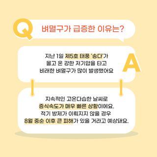 중고농기계님의 벼 · 병해충상담 작성글 사진