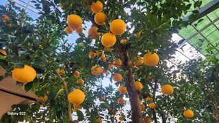 이순철님의 1월 내 작물 자랑하기 · 참여글 작성글 사진