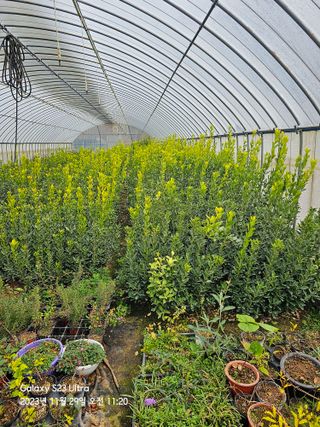 마로니에농원님의 1월 내 작물 자랑하기 · 참여글 작성글 사진