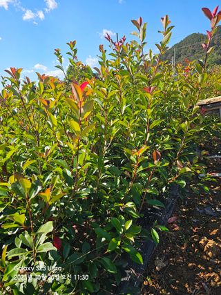 마로니에농원님의 1월 내 작물 자랑하기 · 참여글 작성글 사진