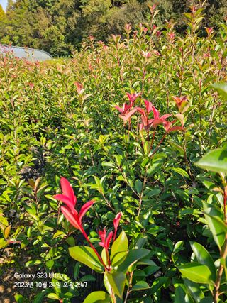 마로니에농원님의 1월 내 작물 자랑하기 · 참여글 작성글 사진