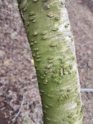 이황희님의 복숭아 · 병해충상담 작성글 사진
