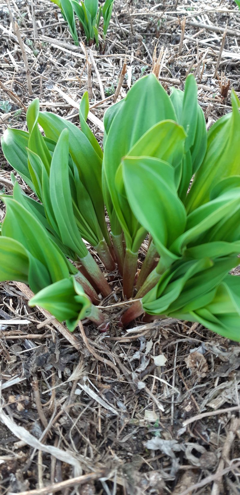 황덕순 님의 장터 판매 상품 [명이나물 봄모종 판매] 첨부 사진