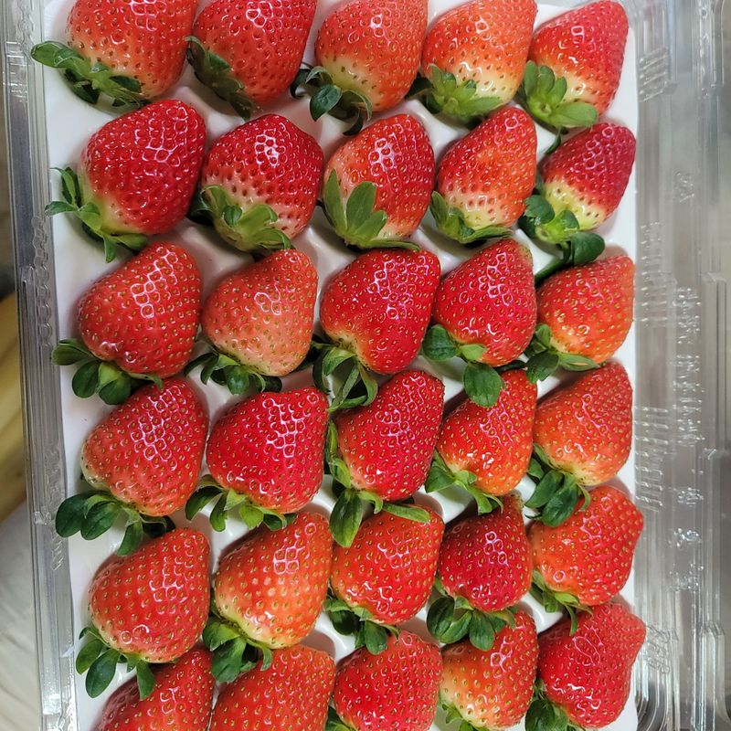 장터 상품 [순천 선우네 무농약딸기 주문받아요~ 1.6k이상] 썸네일