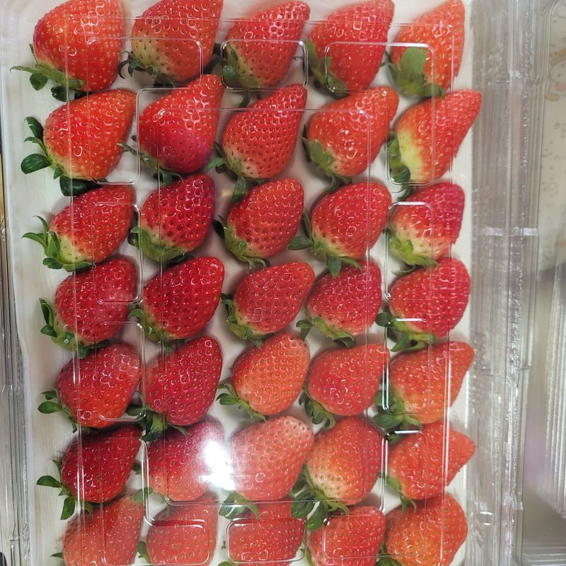 강미향님의 장터 판매 상품 [순천 선우네 무농약딸기 주문받아요~ 1.6k이상] 첨부 사진