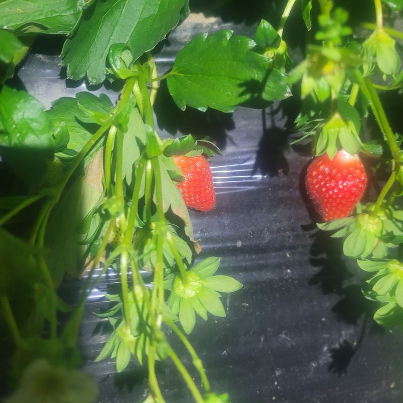 강미향님의 장터 판매 상품 [순천 선우네 무농약딸기 주문받아요~ 1.6k이상] 첨부 사진