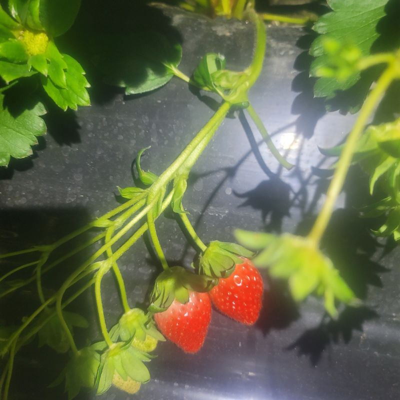 강미향님의 장터 판매 상품 [순천 선우네 무농약딸기 주문받아요~ 1.6k이상] 첨부 사진