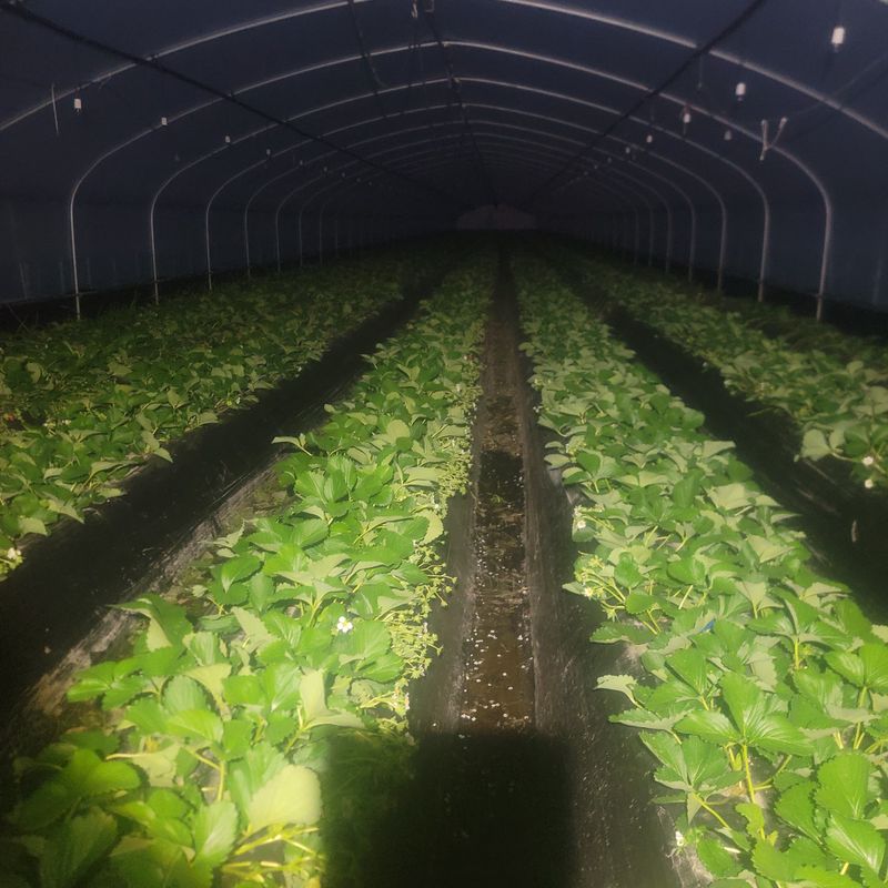 강미향님의 장터 판매 상품 [순천 선우네 무농약딸기 주문받아요~ 1.6k이상] 첨부 사진