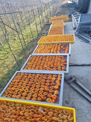 사과와곶감님의 1월 내 작물 자랑하기 · 참여글 작성글 사진