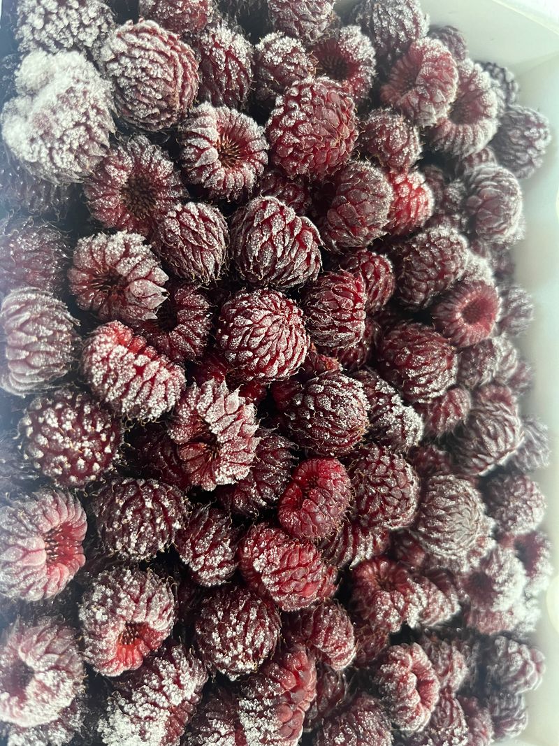 모어더더님의 장터 판매 상품 [포항 장기 산딸기 (흑딸기)1kg] 첨부 사진