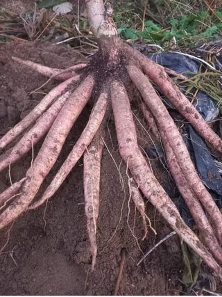 공심채님의 기타작물 · 자유게시판 작성글 사진