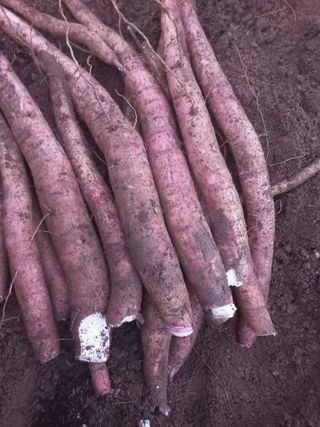 공심채님의 기타작물 · 자유게시판 작성글 사진