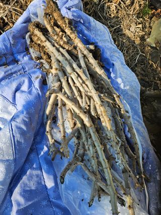 공심채님의 기타작물 · 자유게시판 작성글 사진