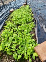 팜모닝 1월 내 작물 자랑하기·참여글 게시글 이미지