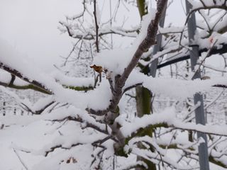 다나농원 이진우님의 사과 · 일상 작성글 사진