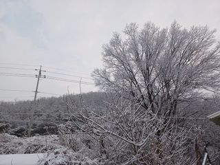 다나농원 이진우님의 사과 · 일상 작성글 사진