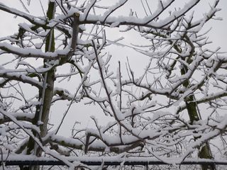 다나농원 이진우님의 사과 · 일상 작성글 사진