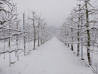 다나농원 이진우님의 사과 · 일상 작성글 사진