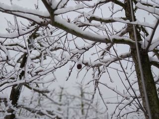 다나농원 이진우님의 사과 · 일상 작성글 사진