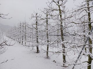다나농원 이진우님의 사과 · 일상 작성글 사진