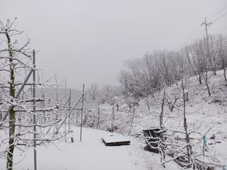 다나농원 이진우님의 사과 · 일상 작성글 사진
