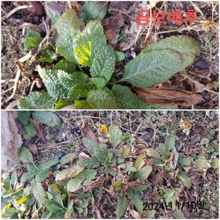 김수연님의 기타작물 · 자유게시판 작성글 사진