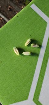 팜모닝 블루베리·병해충상담 게시글 이미지