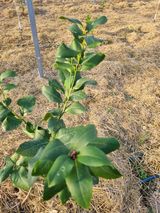 팜모닝 기타작물·영농일지 게시글 이미지