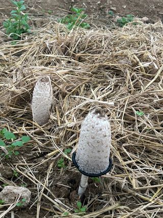 선선농원님의 기타작물 · 영농일지 작성글 사진