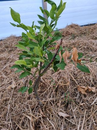 선선농원님의 기타작물 · 영농일지 작성글 사진